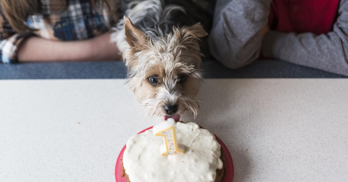 Quartz: Câinele tău ar putea fi mai bătrân decât ai crede