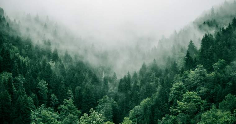 Green Start-Up: Speciile de copaci care ne ajută să decarbonizăm planeta