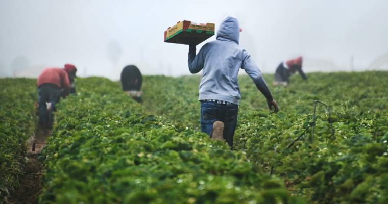 Green Start-Up: Planul UE de miliarde de euro pentru salvarea sistemului alimentar european