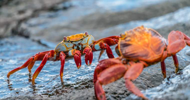 Green Start-up: vietatea care poate salva Marea Barieră de Corali