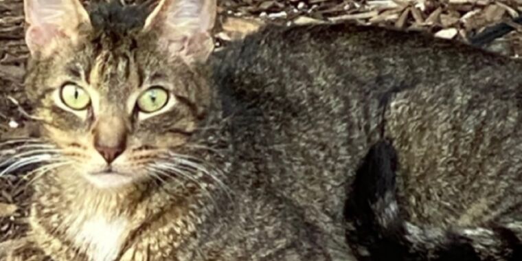 ArsTechnica: de ce purruie pisicile?