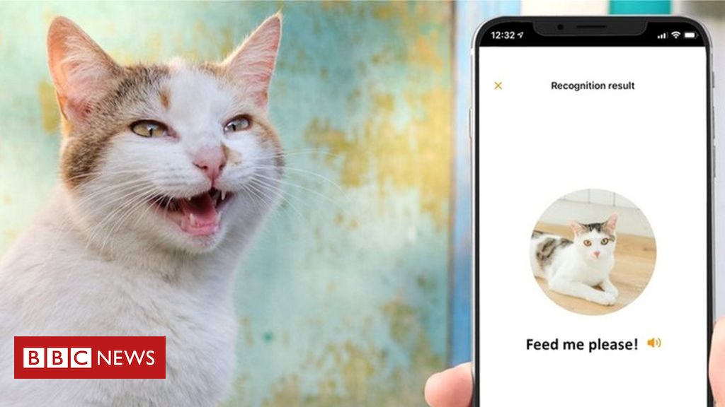 BBC: aplicația care îți va traduce ce-ți spune pisica. Ești pregătit să afli asta?