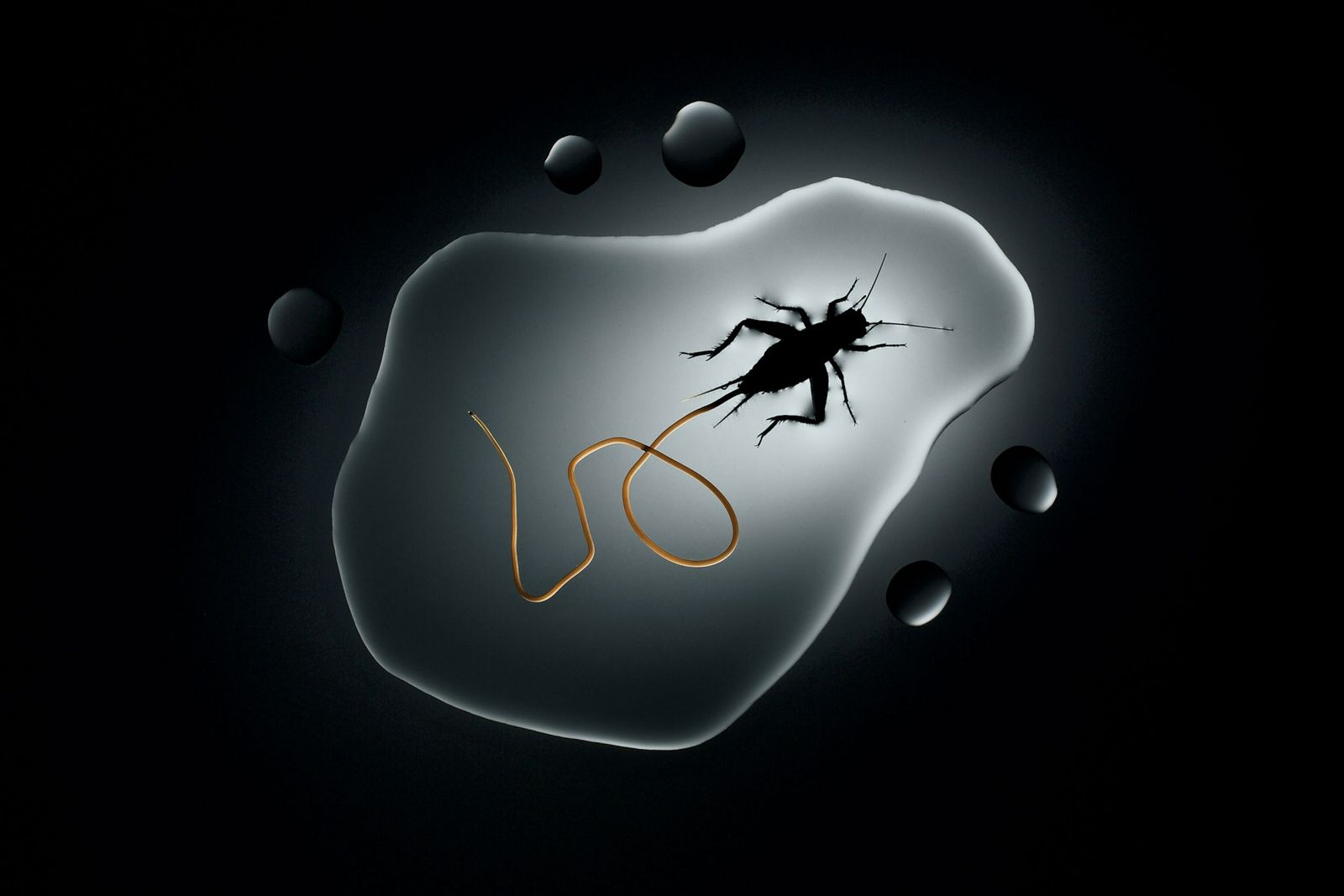 National Geographic: Paraziții dispar. De ce trebuie să îi salvăm