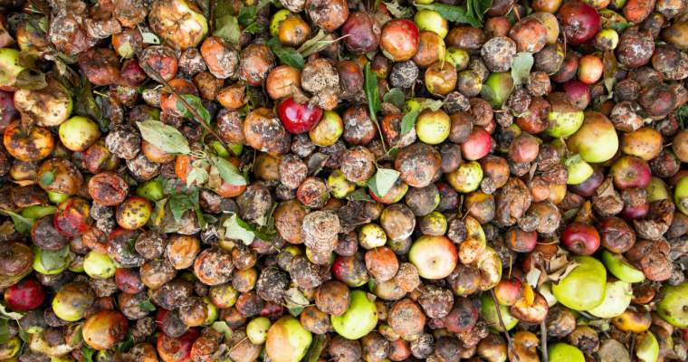 Green Start-Up: 2,5 milioane de tone de alimente aruncate anual în România