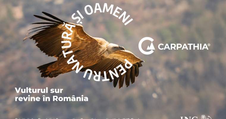 Green Start-Up: Vulturul sur va fi reintrodus în Munții Făgăraș