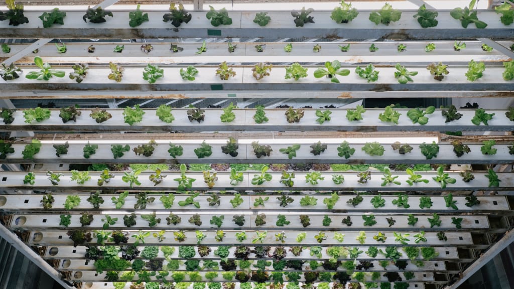 Inc.com: Fermele verticale, o industrie de zeci de miliarde și în creștere