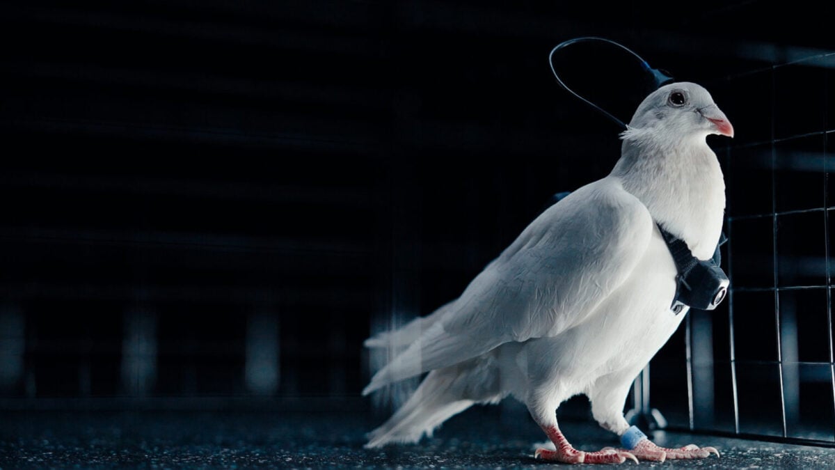 Gizmodo: Un startup a implantat cipuri în creierul porumbeilor