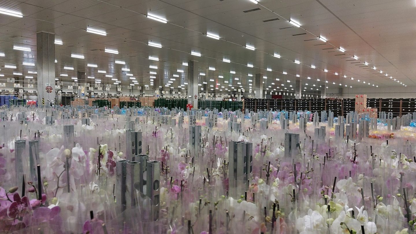 wall-street.ro: „Mașinăria” din spatele magazinelor Kaufland