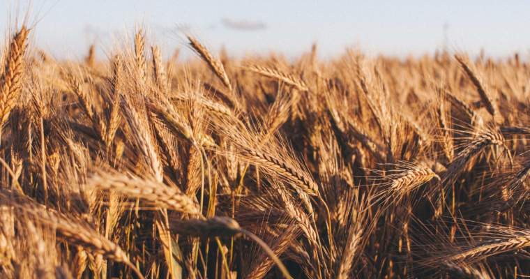 Green Start-Up: Paiele de grâu, următoarea sursă sustenabilă de energie