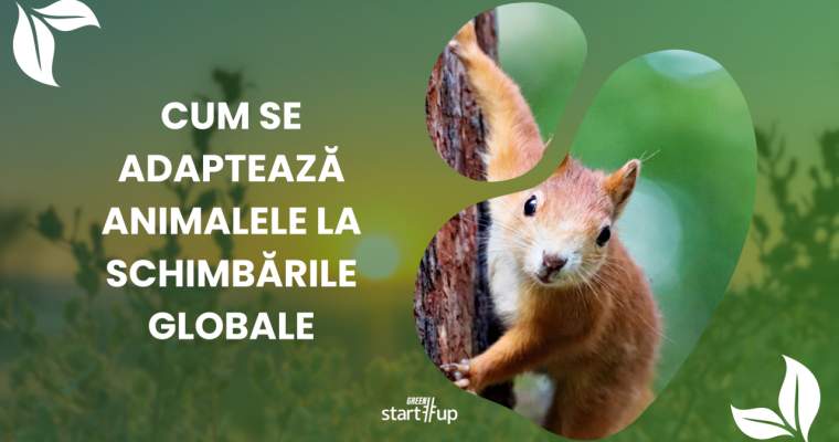 green.start-up.ro: Adaptare climatică: 8 specii de animale care sfidează încălzirea planetei