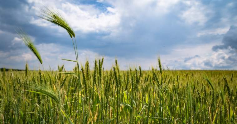 Green.start-up.ro: Agricultura regenerativă, tot mai importantă în contextul schimbărilor climatice