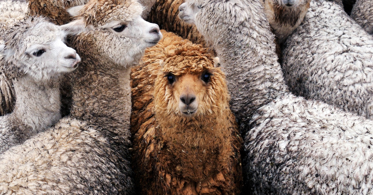 Cine ne-ar putea ajuta să luptăm contra covid? Lamele (animalul, da)