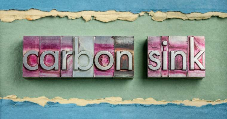 Green Start-up: Ce sunt rezervoarele de carbon naturale și de ce planeta “fierbe” când nu funcționează