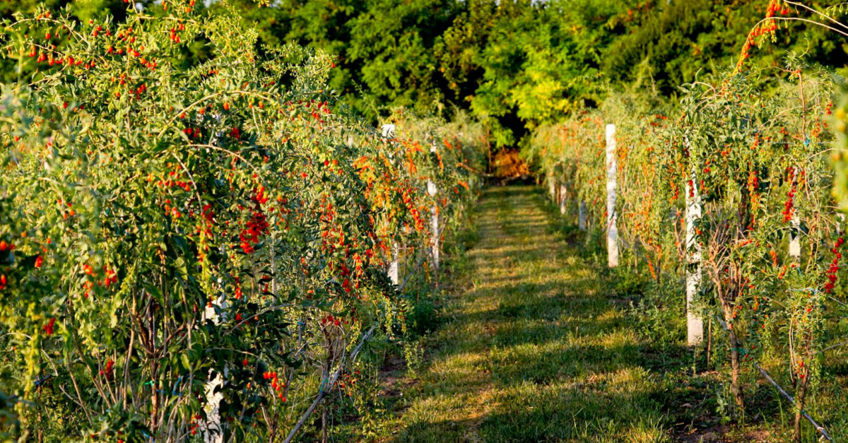 Retail.ro: Idee de afacere - producția fructelor de goji. Povestea CLA Go Fruit