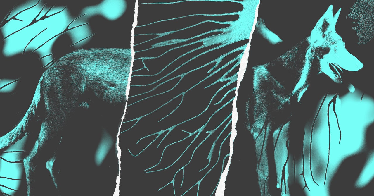 Wired: Câinii, aliații surpriză ai doctorilor în lupta cu cancerul