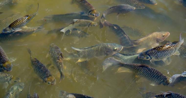 Green Start-Up: Peste 23.000 de specii de apă dulce riscă extincția