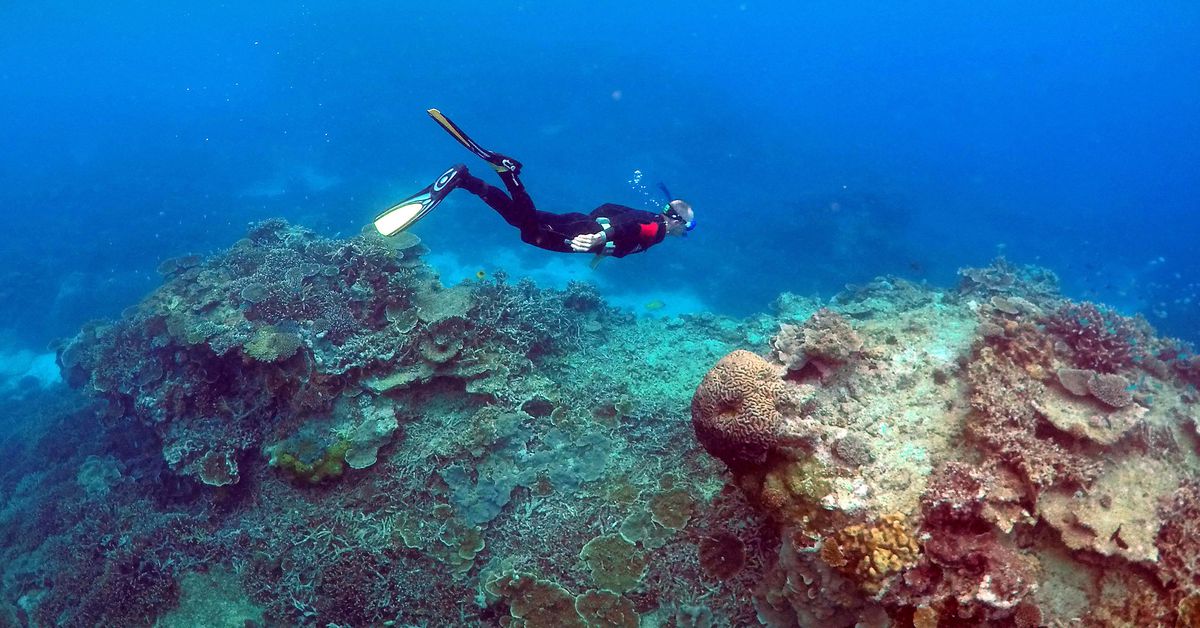 Reuters: Australia protejează cu orice preț Marea Barieră de Corali de un dezastru ecologic