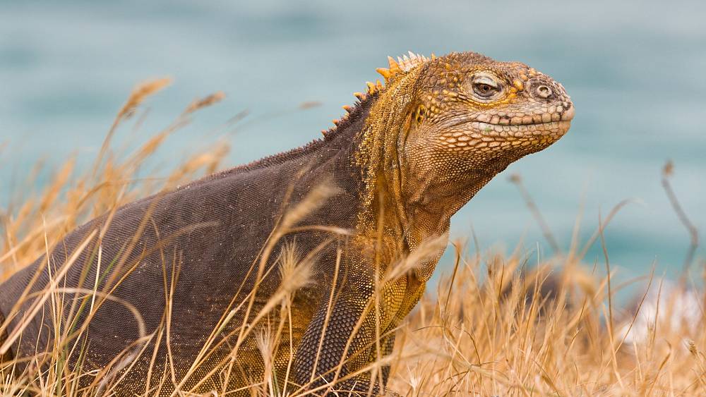 Euronews.com: O iguană demult dispărută „renaște” după aproape două secole de la dispariție