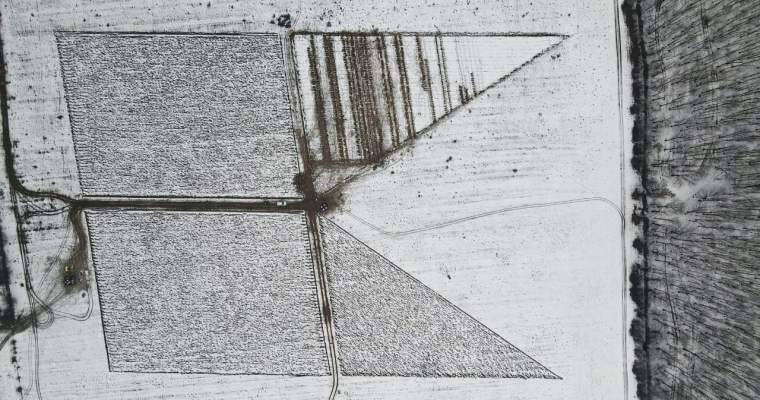 Green Start-up: pădurile urbane în realitatea orașelor