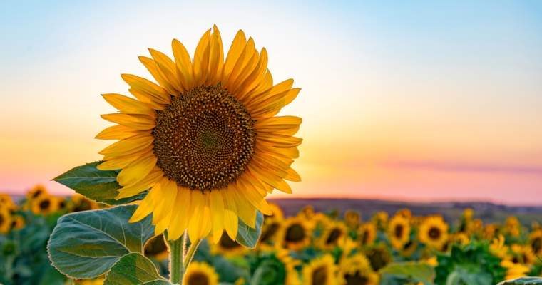 green.start-up.ro: Reziduu din floarea soarelui bun pentru pâine