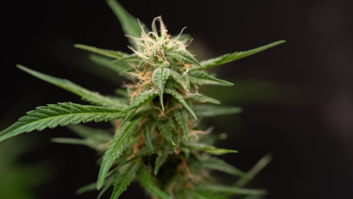 Gizmodo: Cel mai ciudat startup - vaping și blockchain