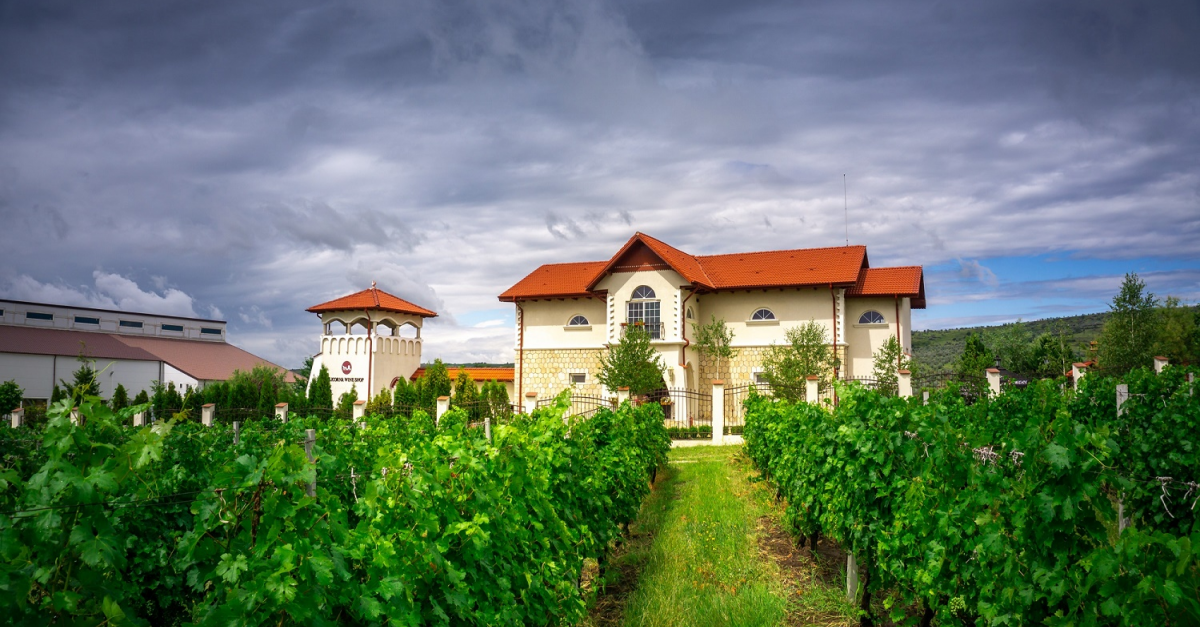 Retail: Turismul la crame, antidotul vinurilor românești la pandemie