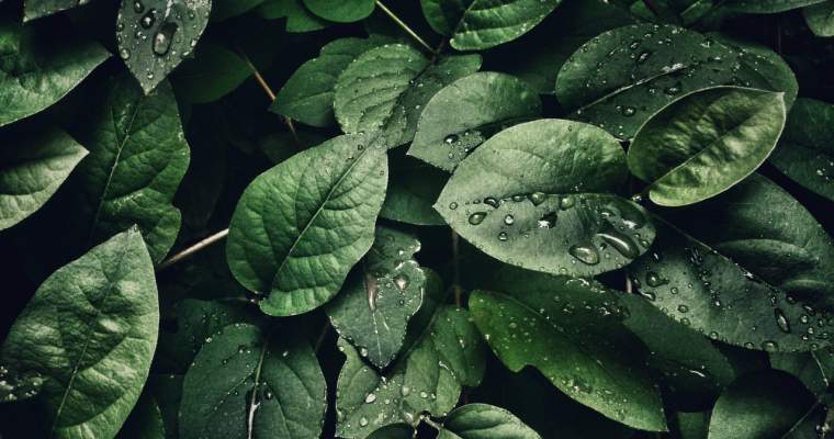 greenstart-up.ro: O echipă de cercetători a descoperit un mod de a reduce consumul de apă al plantelor