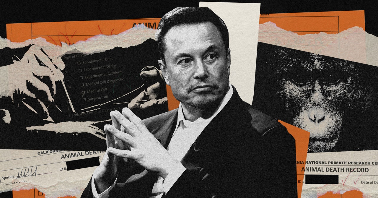Wired: cum au ajuns să moară maimuțele pe care Musk a testat Neuralink