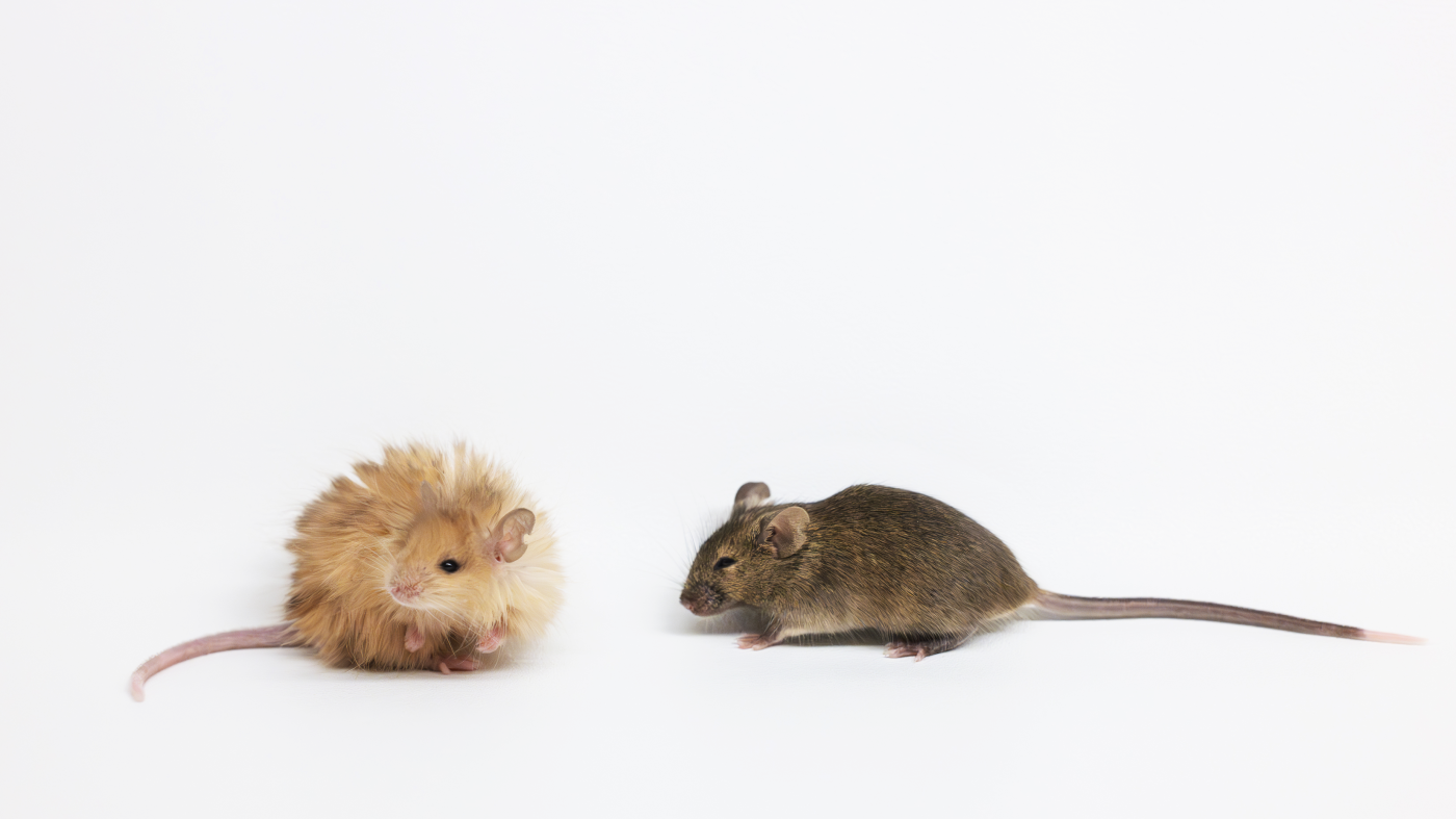 npr: oamenii de știință creează șoareci ”wolly” în drumul spre readucerea mamutului pe Pământ