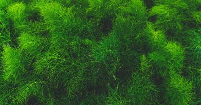 (Green Start-Up): Algele ne-ar putea ajuta să „scufundăm” CO2-ul pe fundul mării