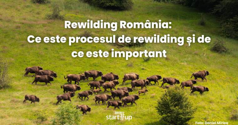green.start-up.ro: ce este procesul de rewilding și de ce este important