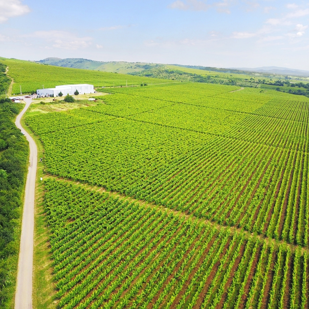 Crama Săptămânii: Domeniile Urlați de la vin pelin la Incantation