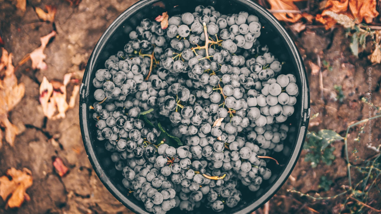 Ziua Națională a Vinului Românesc și Parada Soiurilor de struguri autohtone