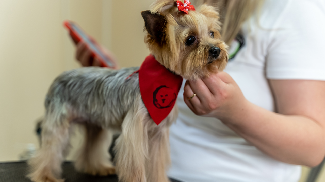 8 din 10 bucureșteni cu un animal de companie îl duc la un salon de coafor canin