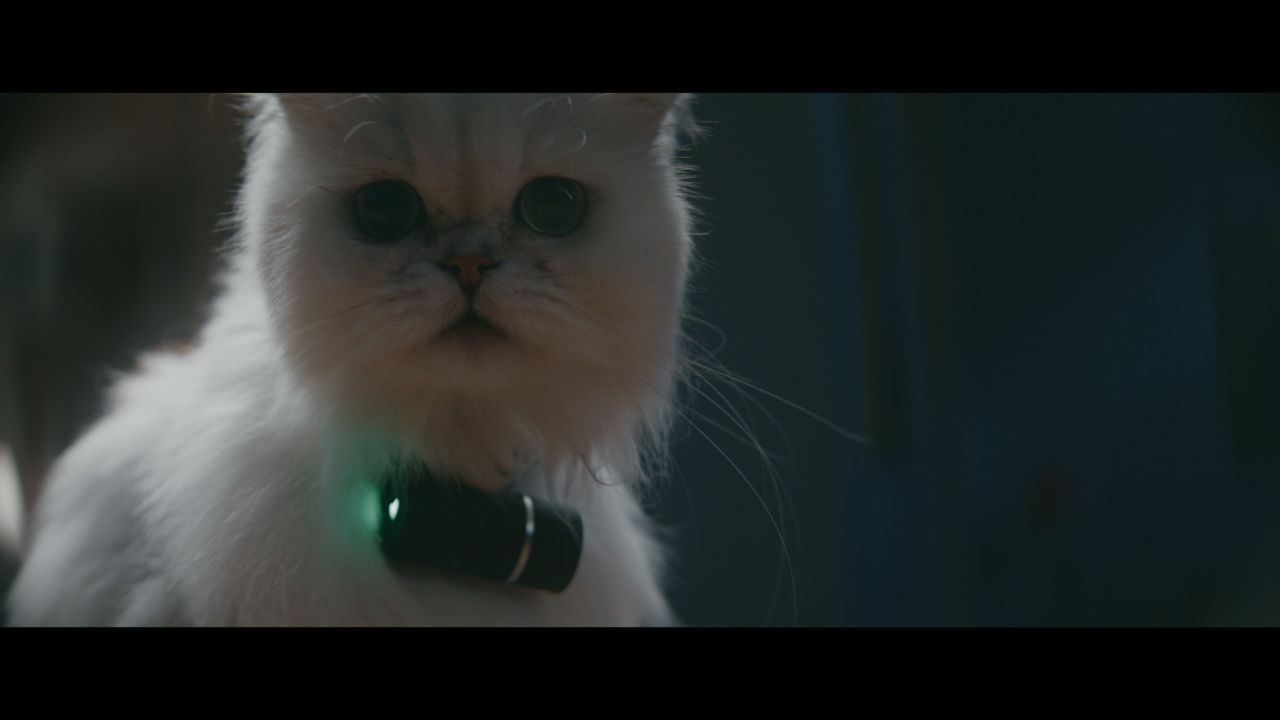 Animalul tău de companie este în pericol dacă are o zgardă cu GPS