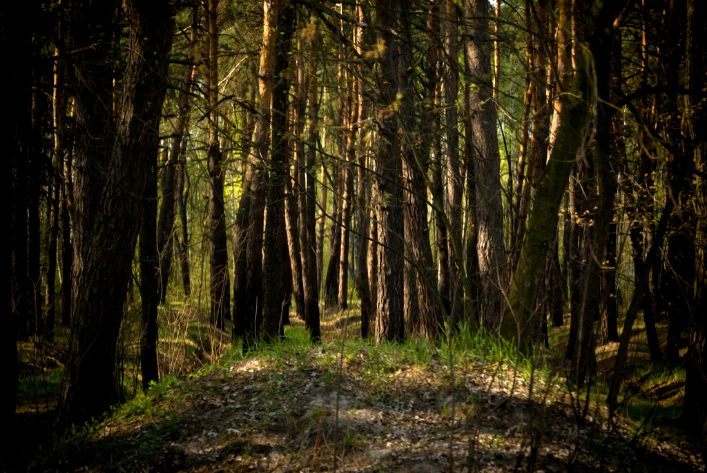 Pădurarii viitorului vor folosi tehnologii smart