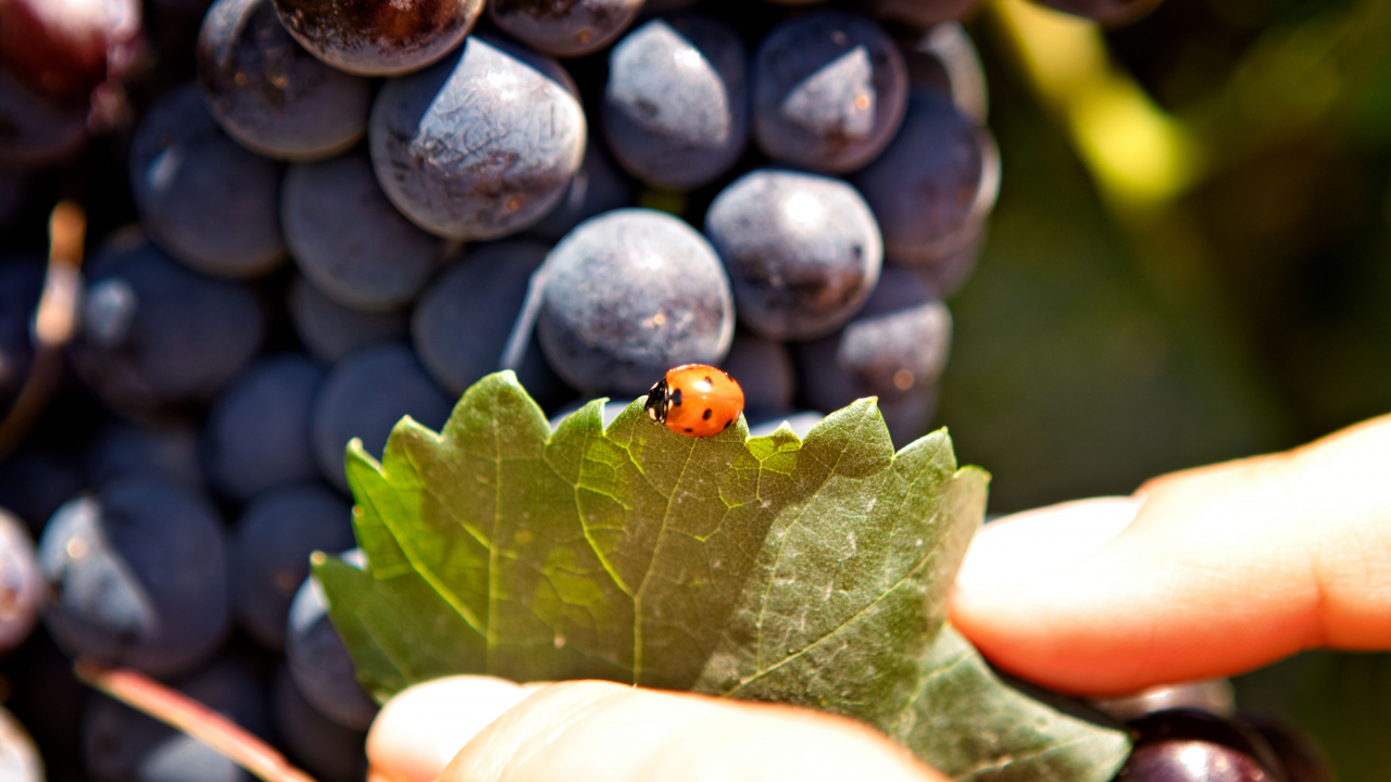 Vinurile săptămânii: Organic sau biodinamic, ezoterism sau știință?