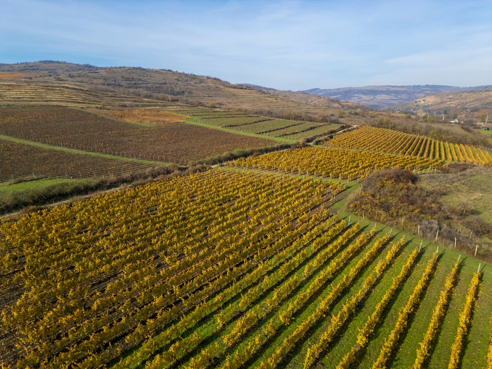 Grupul Purcari achiziționează crama SERVE Ceptura, prima cramă privată deschisă după 1989