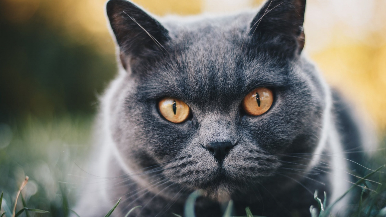 Despre pisica British Shorthair