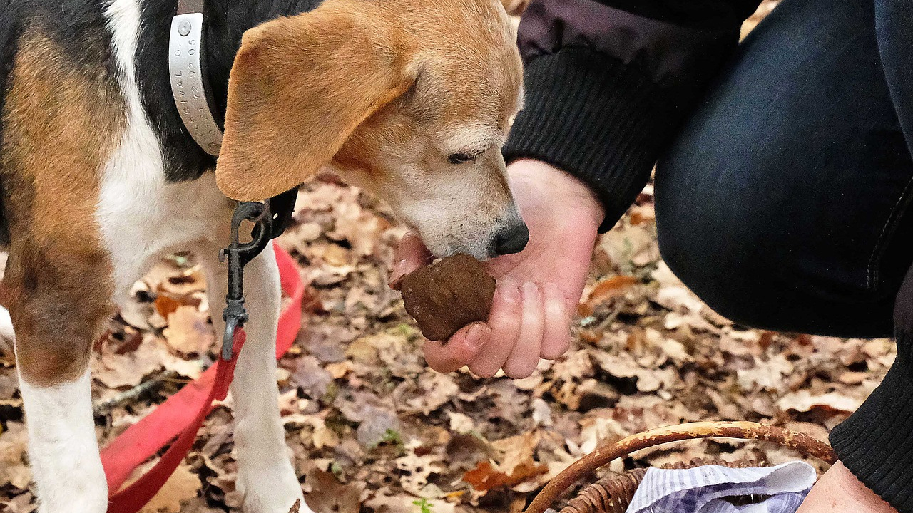 Startup-urile sunt ca trufele, iar investitorii precum vânătorii