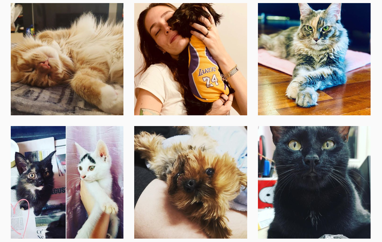 Cum să-ți faci animalul de companie faimos pe Instagram