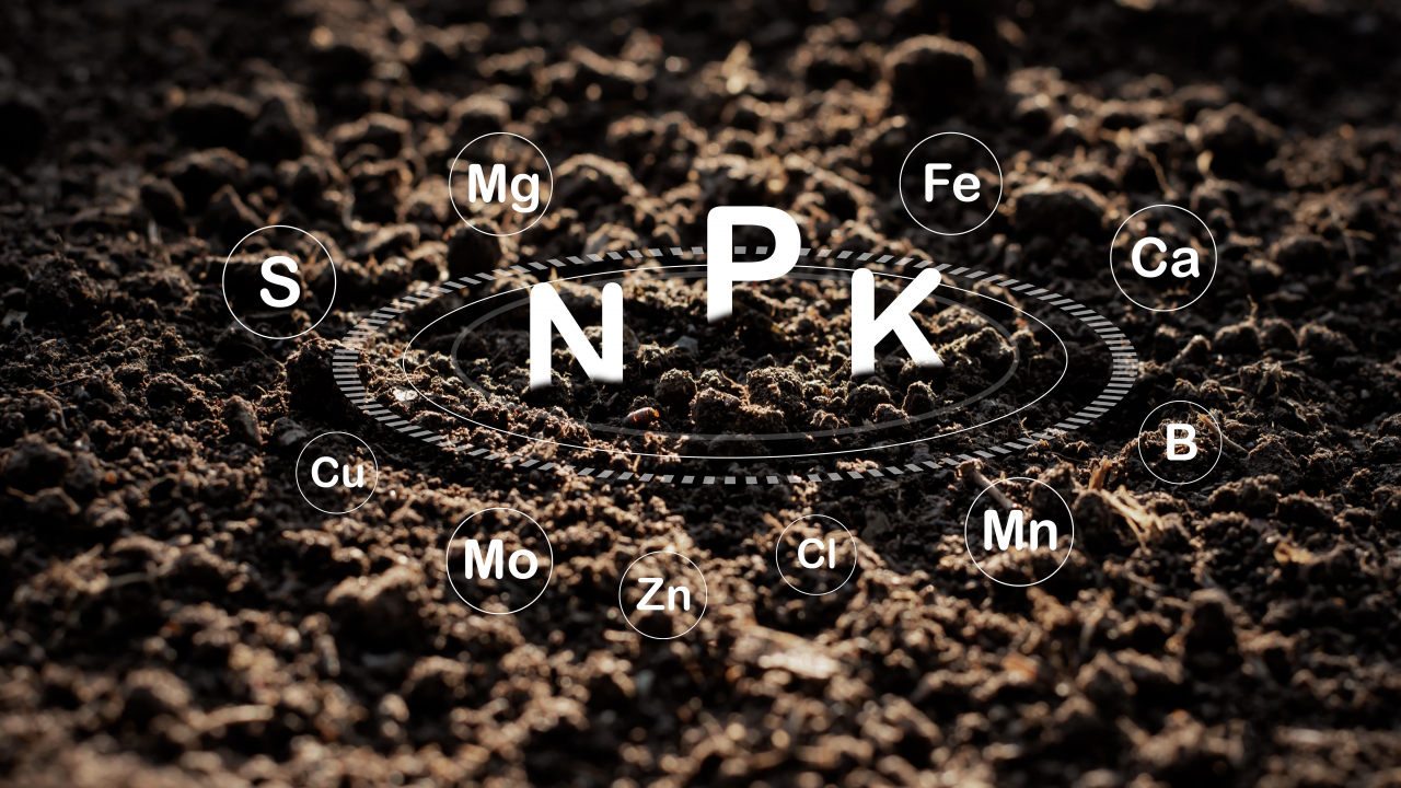 Activitățile care au săltat business-ul Norofert cu 60% după 9 luni din 2021