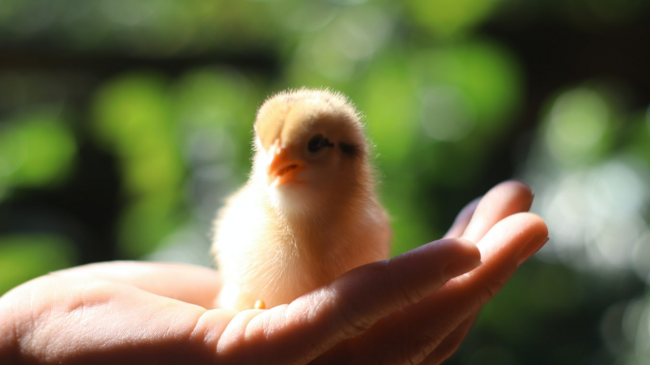 Agri.Shop produce în România un furaj cu soia nemodificată genetic