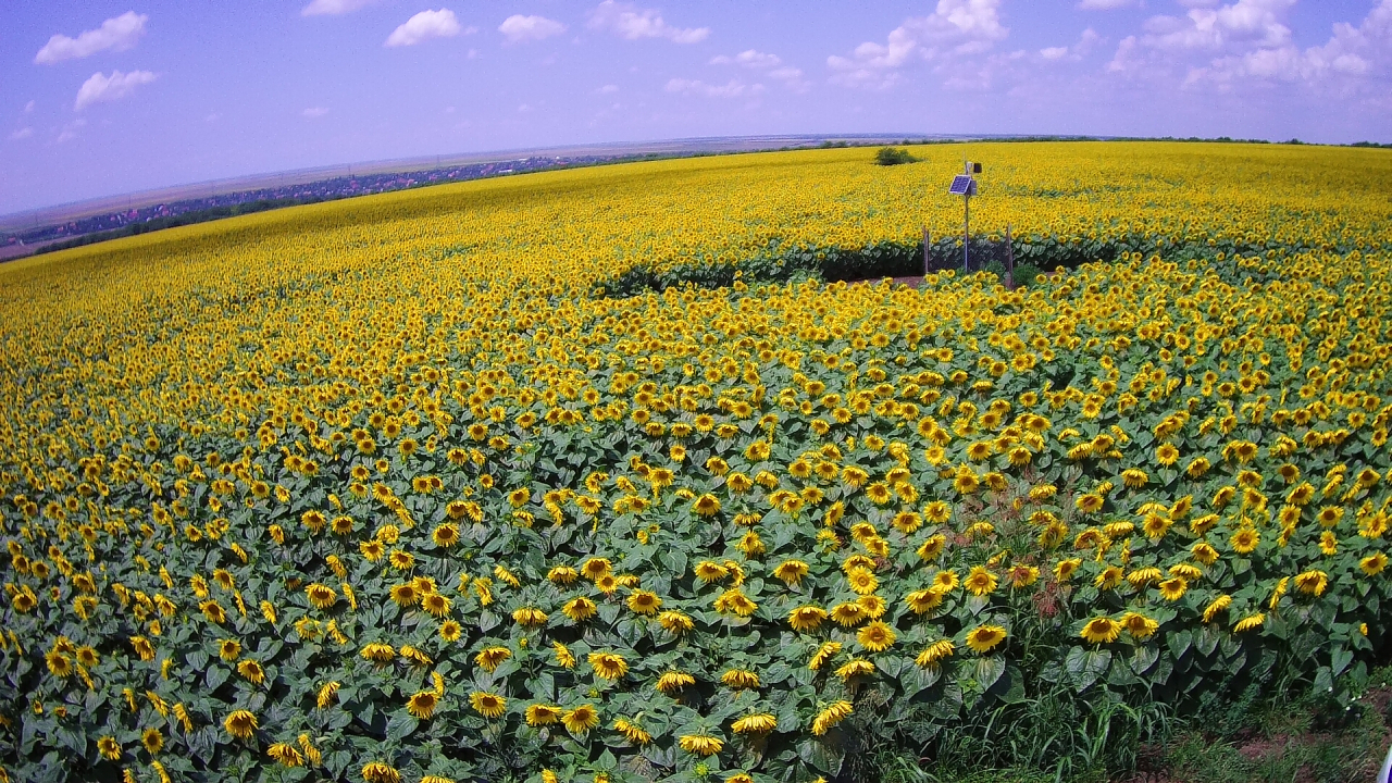 Vodafone România lansează o suită de soluții digitale pentru agricultură