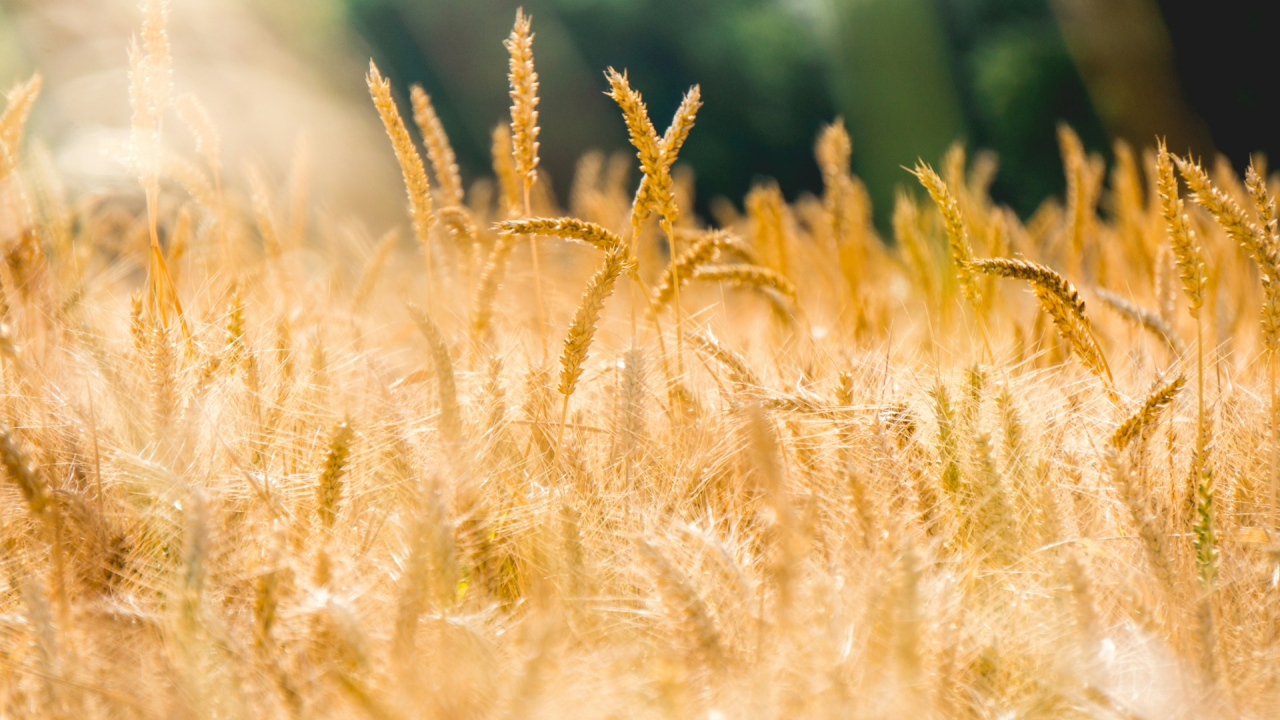 Agroland Agribusiness, afaceri mai mici în 2023 chiar dacă tradingul cu cereale a crescut