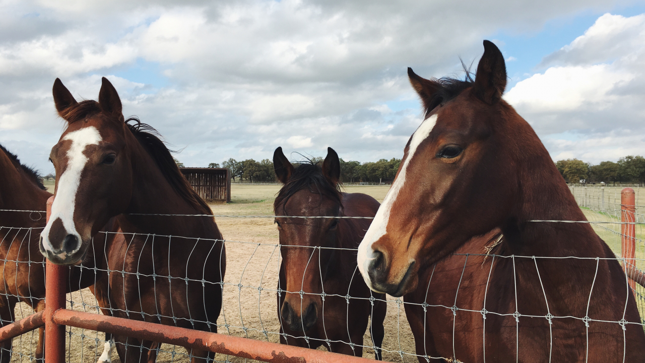 Fonduri pentru micii fermieri - deadline 11 mai 2018