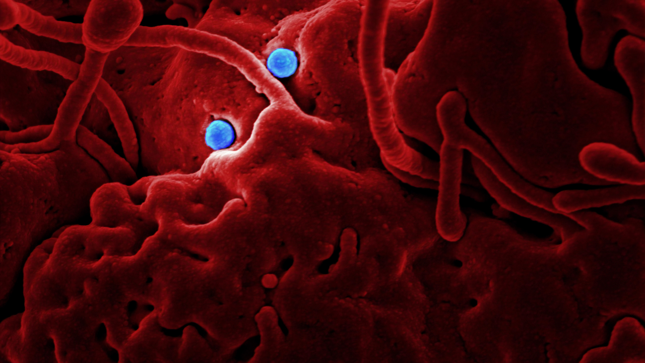 Alibaba a creat un sistem AI care determină dacă ai coronavirus în 20 de secunde