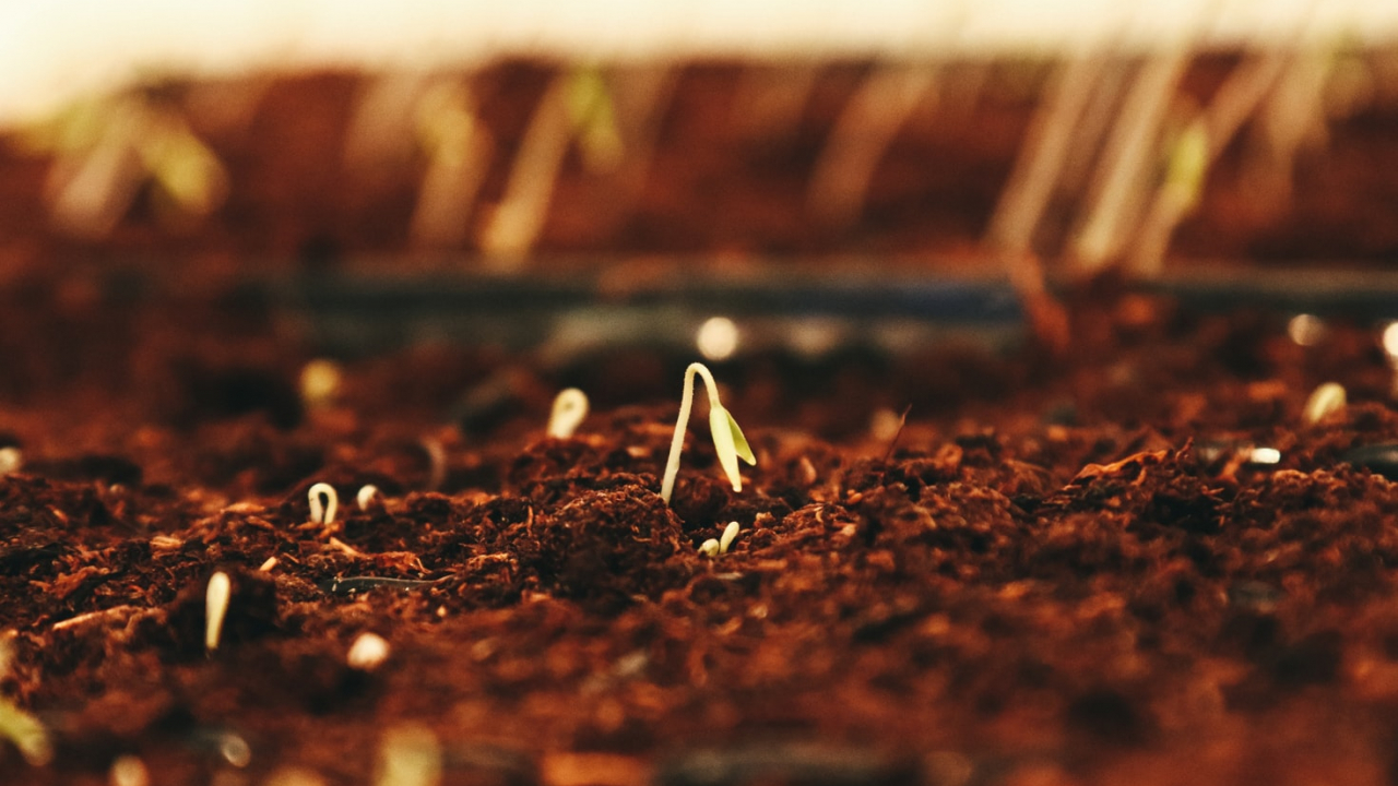 Un nou business agricol vine pe AeRO: Top Seeds, plasament privat de acțiuni