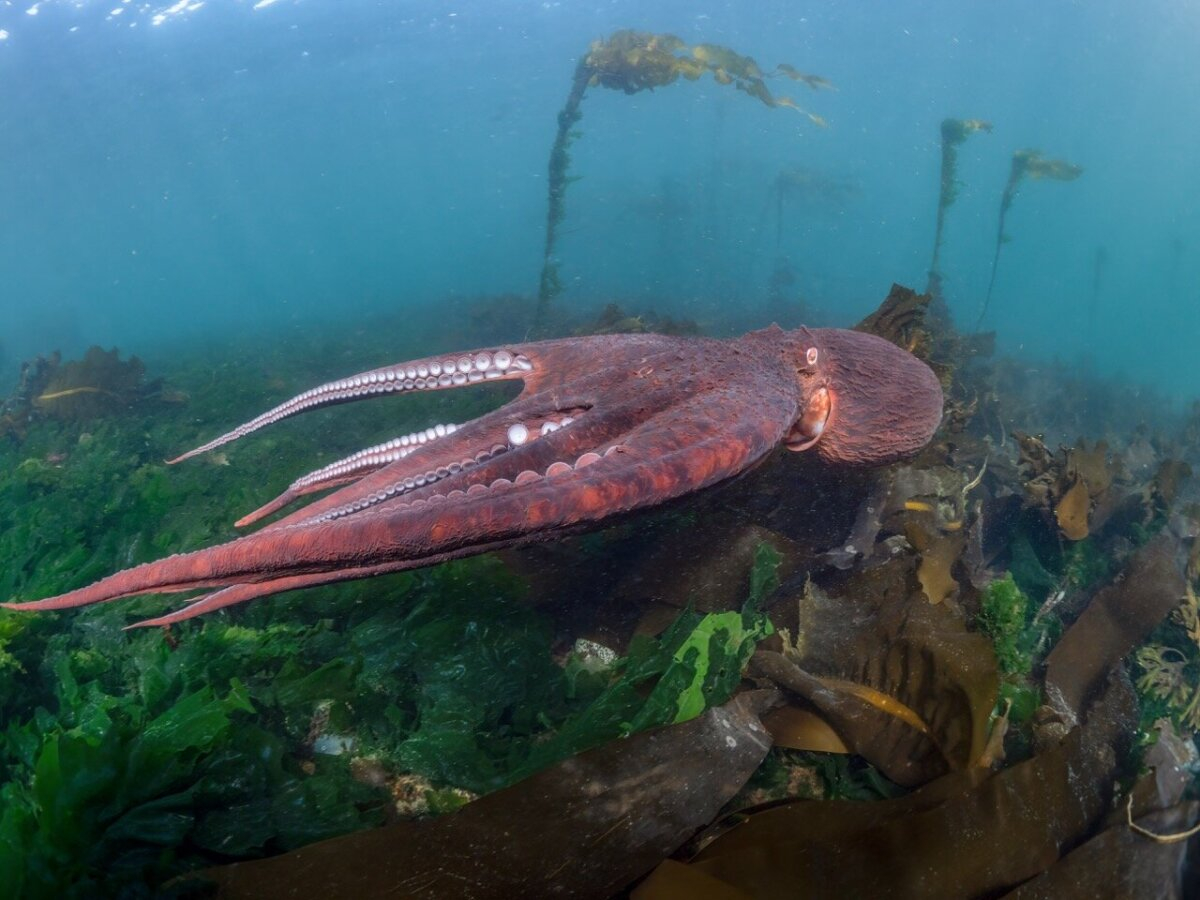 Secretele caracatițelor ne pot ajuta să învingem schimbările climatice