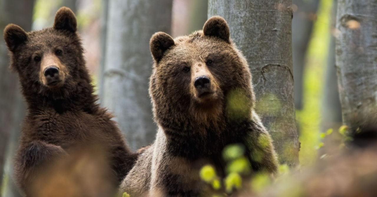 Bear Right: apel inedit pentru un nou sanctuar al urșilor în România